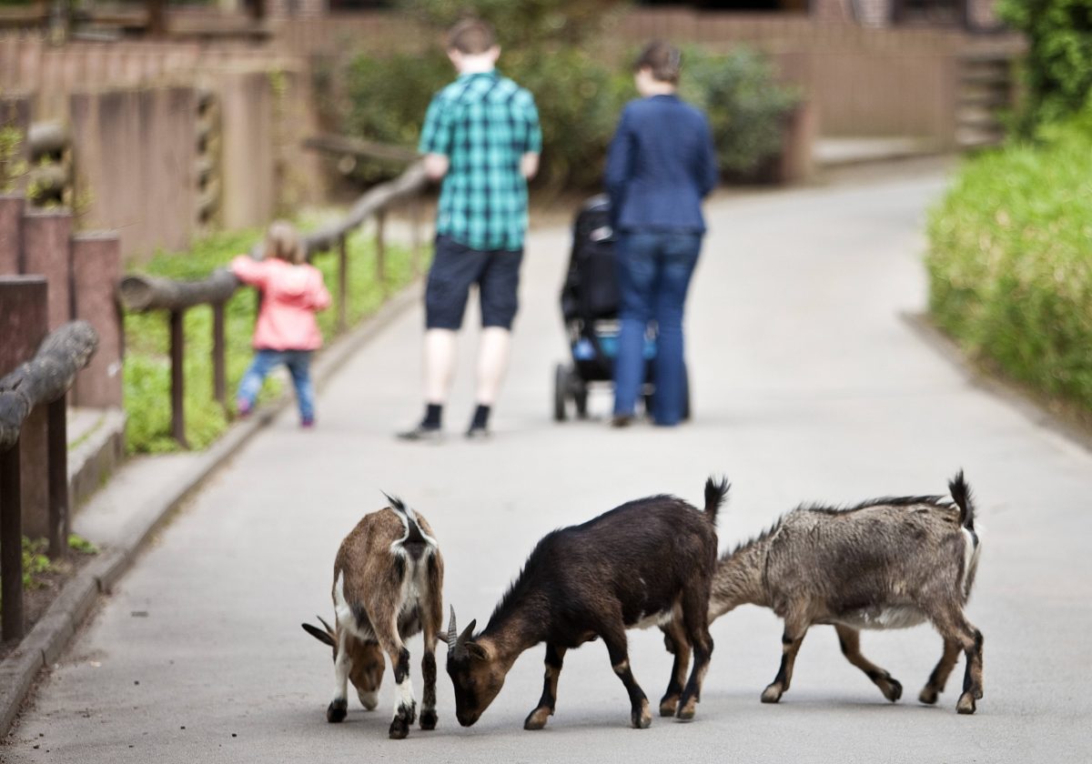 Der Zoo Dortmund hat eine Neuigkeit für Besucher verkündet. (Symbolfoto)