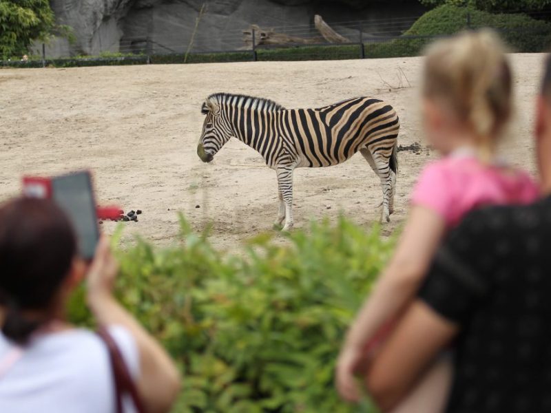 Im Zoo Wuppertal fehlt ein Besucher-Liebling von nun an im Gehge.