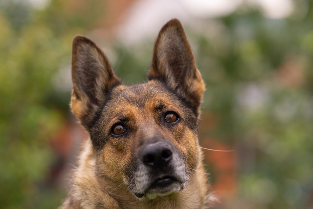 Für Hund Lexi aus dem Tierheim Duisburg hat sich innerhalb kurzer Zeit alles verändert. (Symbolbild)