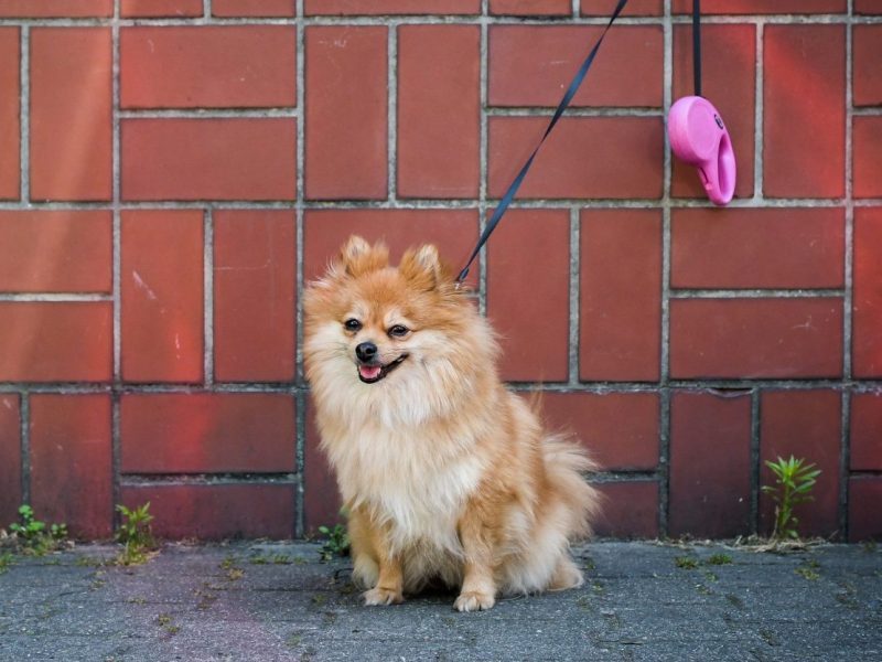 Hund in Dortmund