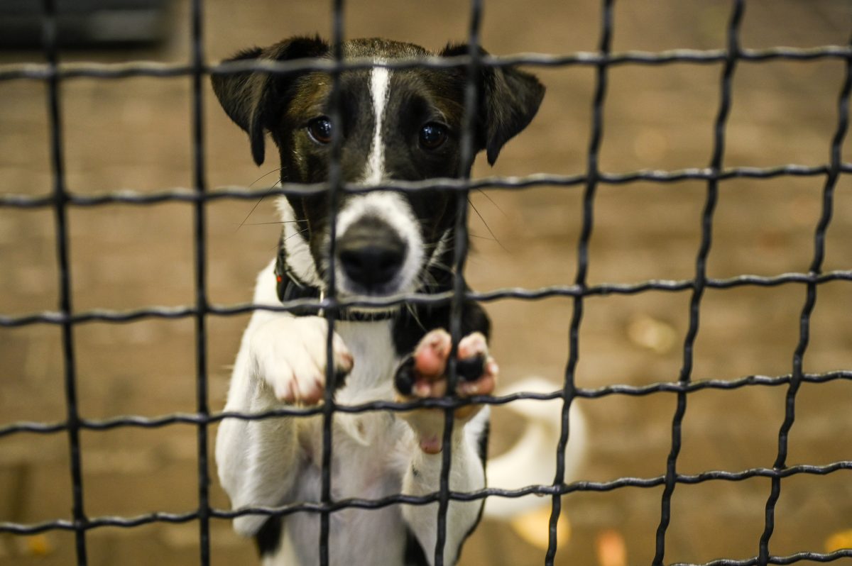 Ein Hund wurde ins Tierheim zurückgebracht, nachdem Kind ihn fallen ließ.