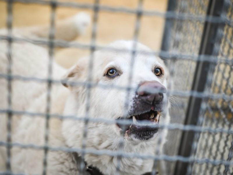 Hund in NRW auf Ebay verkauft