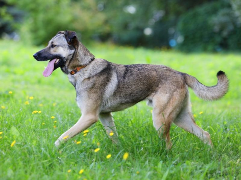 Hund sitzt in NRW-Tierheim fest – DARUM darf er nicht vermittelt werden