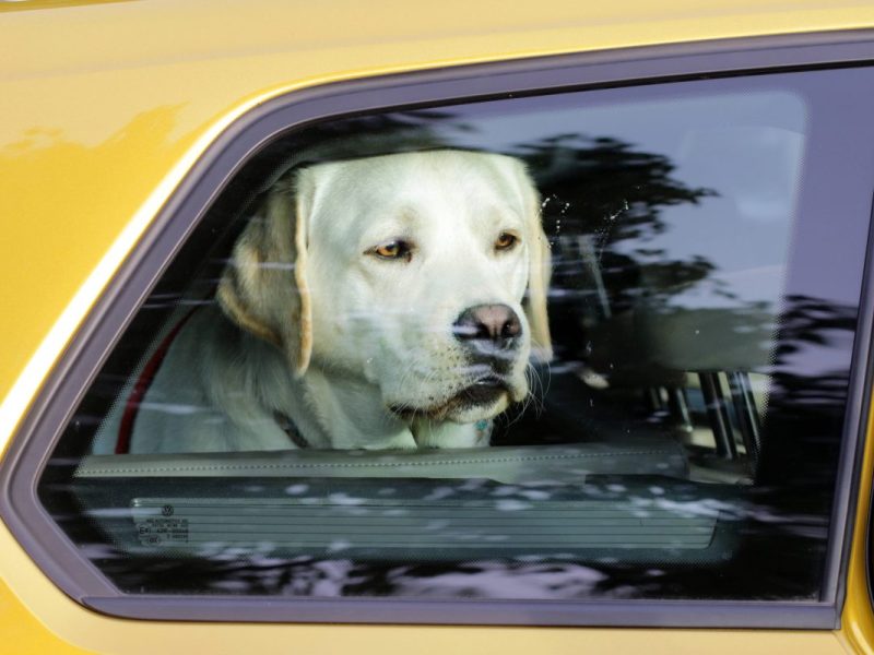 Hund in NRW