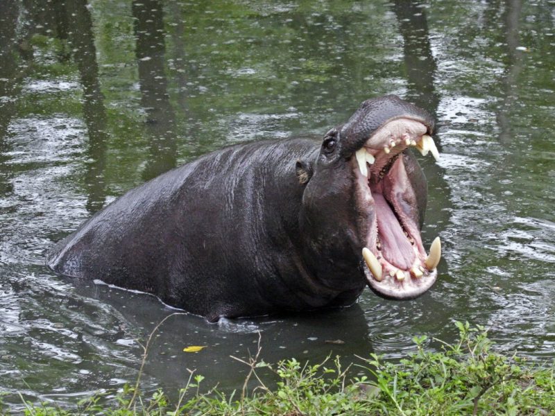 Im Zoo Duisburg ist etwas äußert seltenes passiert.
