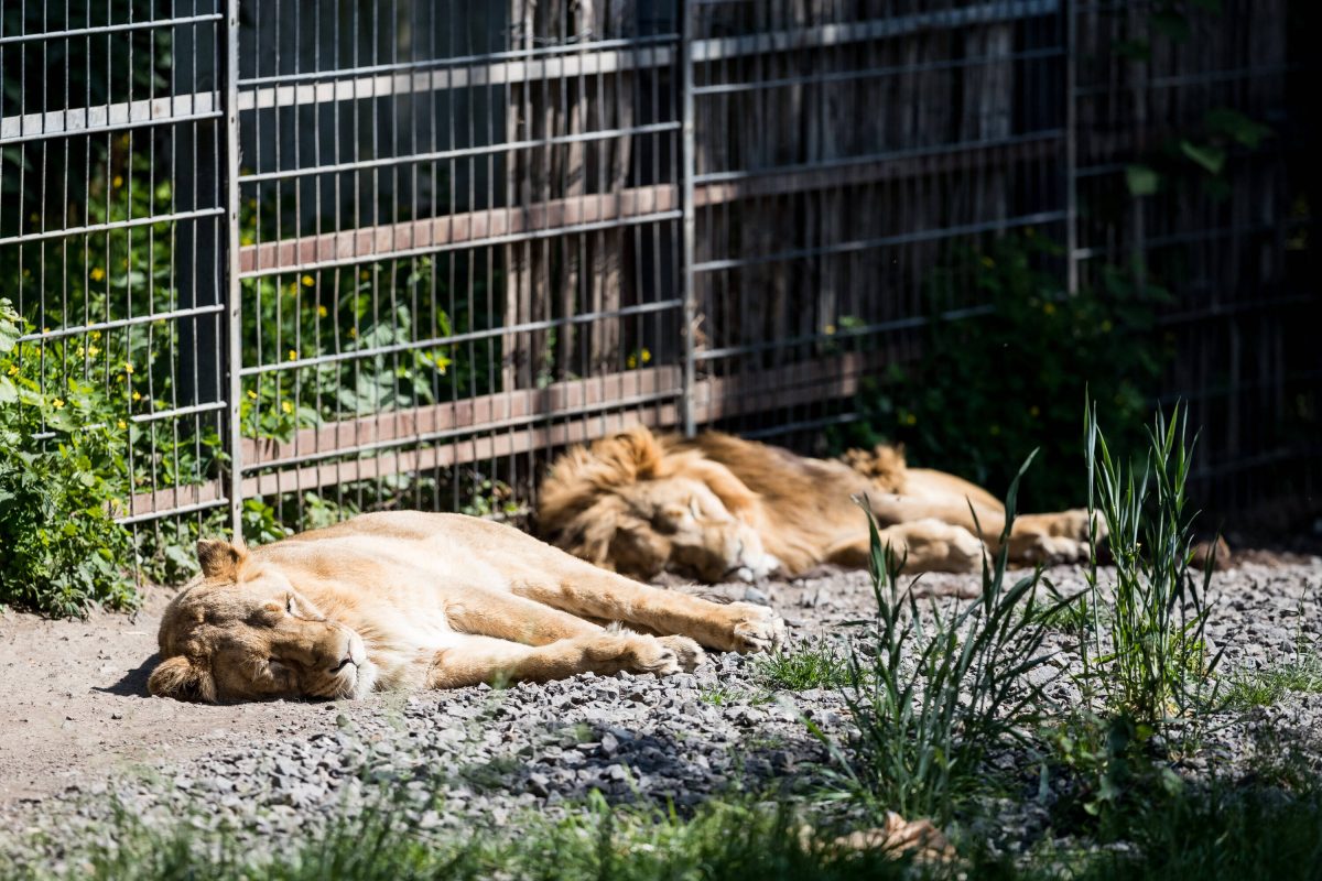 Die Besucher dieses Zoos in NRW können sich auf einen besonderen Anblick freuen.