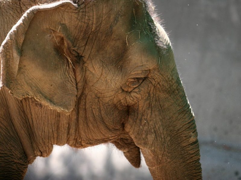Zoo Wuppertal: Das Ausmaß ist erschütternd.