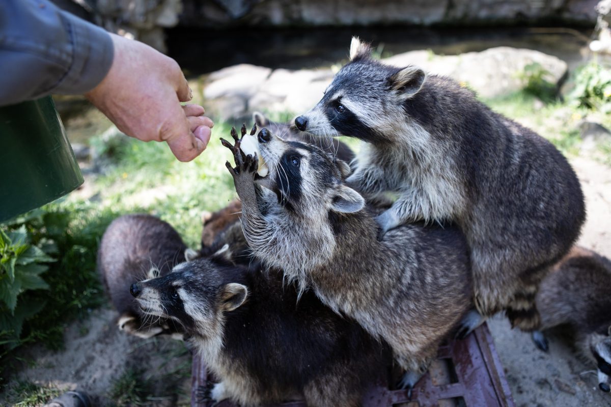 DAS kann im Zoom Gelsenkirchen für die Tiere tödlich ausgehen.