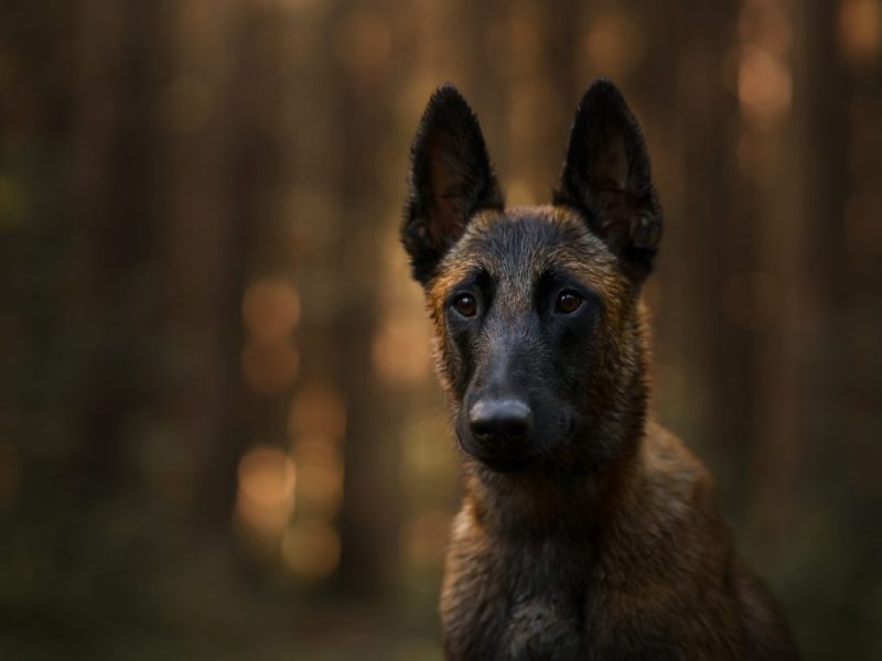 Das Leben im NRW-Tierheim wirkt sich bereits auf die Gesundheit des Hundes aus,