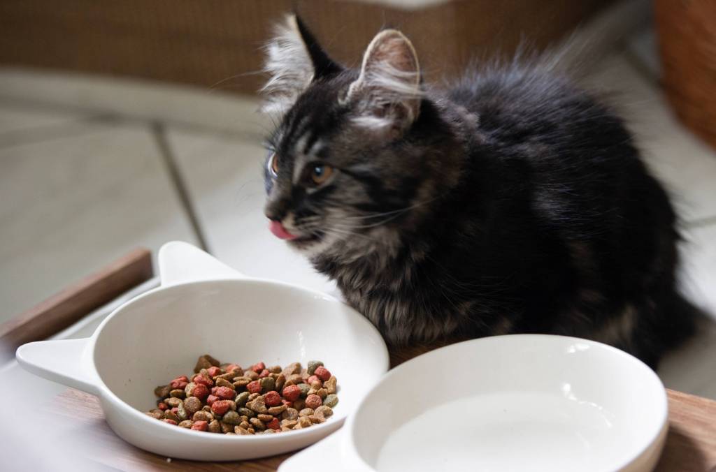 Katze frisst Trockenfutter aus Napf.