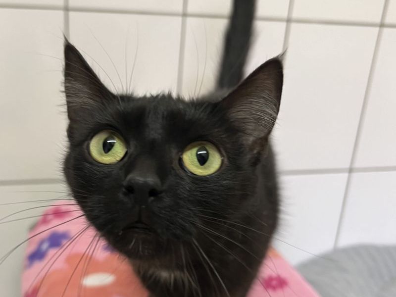 Tierheim NRW Katze Melon
