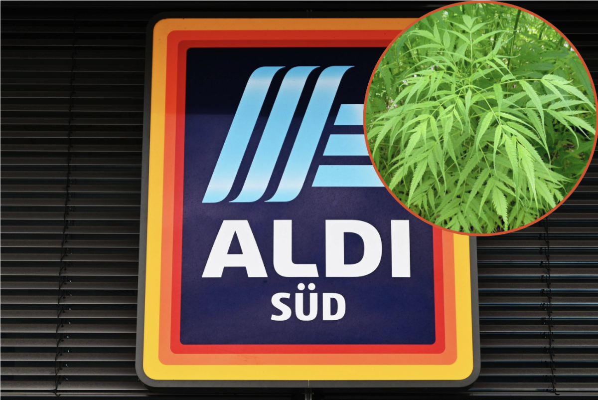 Aldi vertreibt vor Start der Cannabis-Clubs Scheinhanf