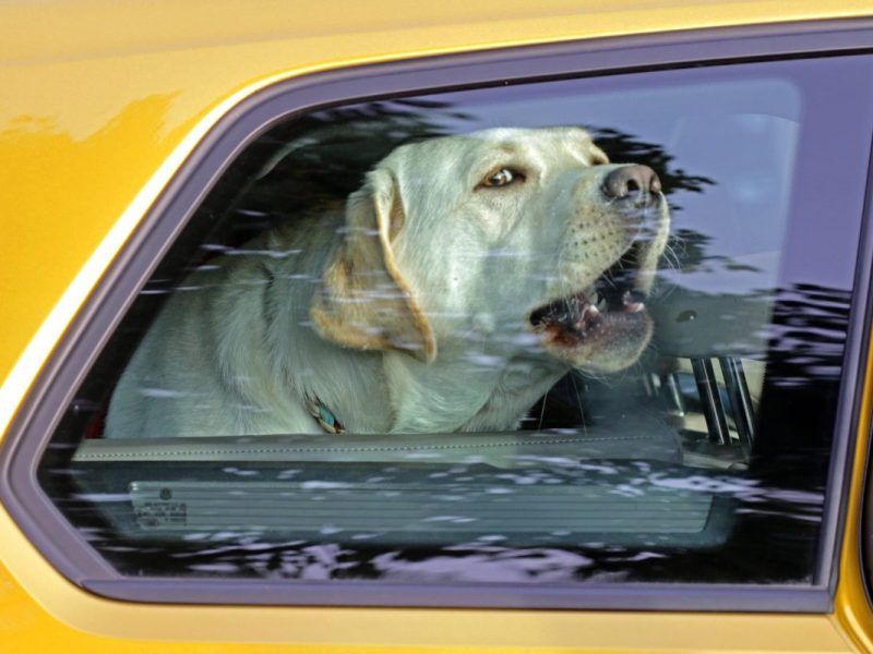 NRW: Hund in Hitze-Auto zurückgelassen – Polizei bleibt keine Wahl