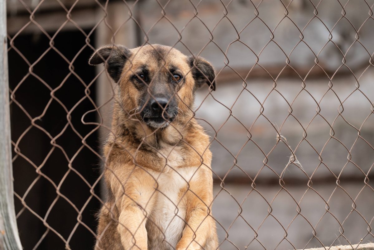 Nach der Vermittlung eines Hundes erhält ein Tierheim in NRW Post. (Symbolfoto)