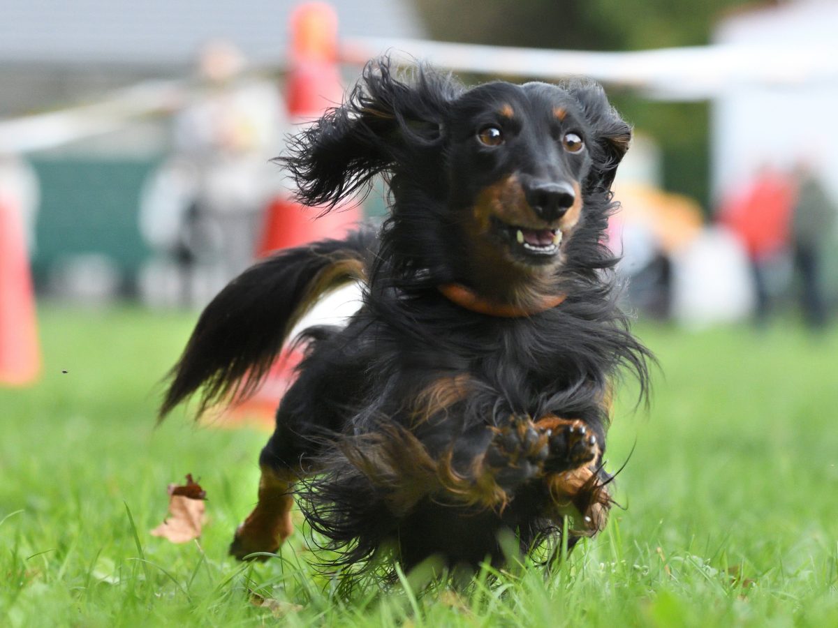 Urlaub an der Ostsee: Hund läuft auf Ferienanlage Amok – er macht nicht mal vor einem Kind Halt