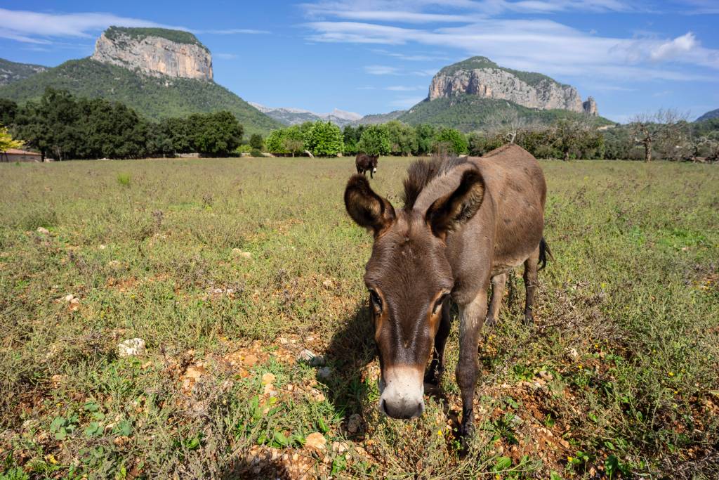 Zwei Esel weiden am Fuße der sogenannten Backenzahn-Berge auf Mallorca. 