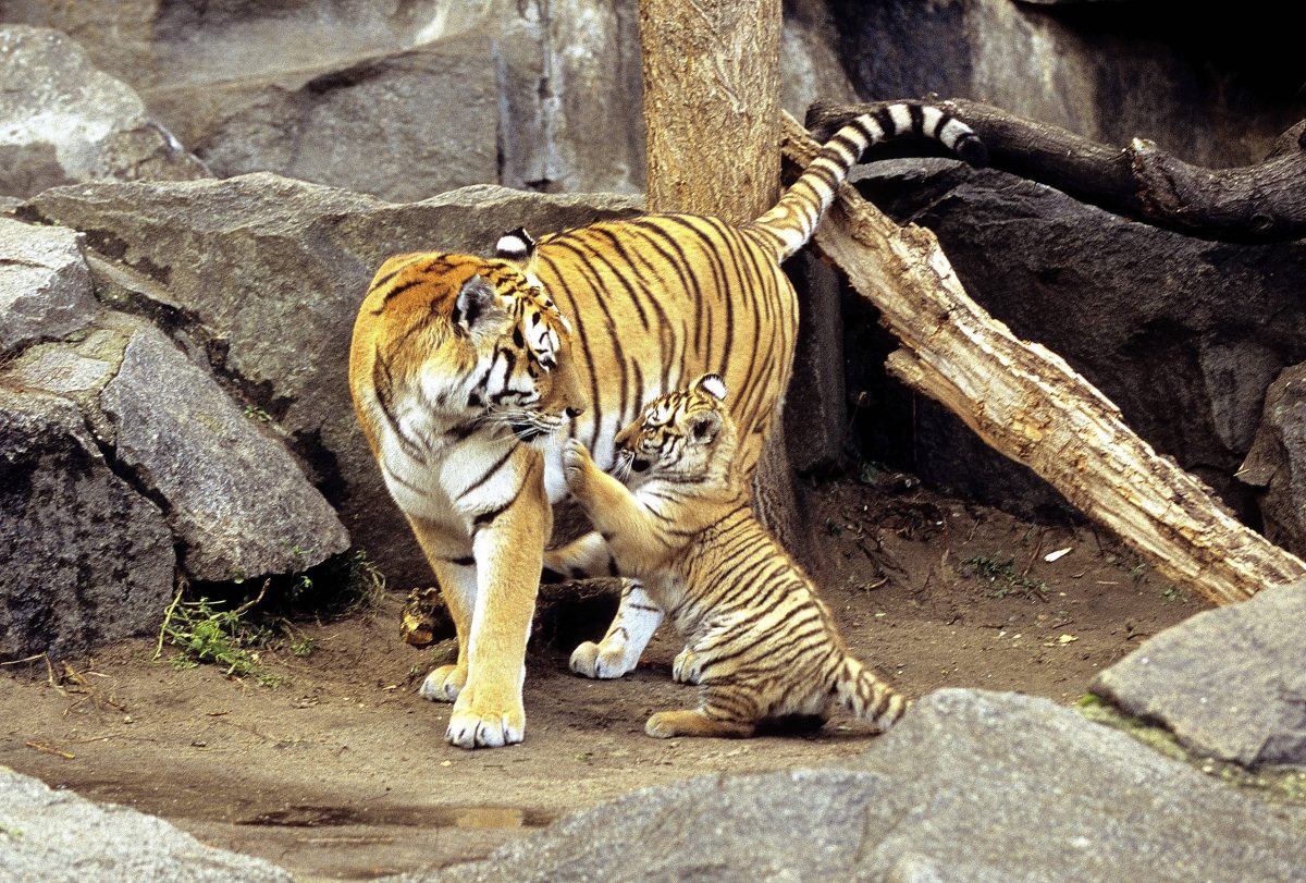 Dieser Zoo in NRW teilte bewegende Bilder aus dem Gehege