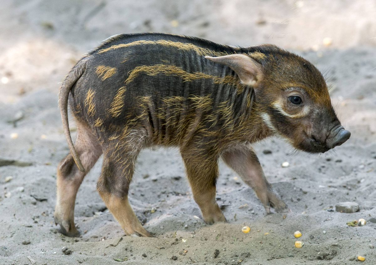 Zoo Wuppertal: Absolute Schweinerei im Gehege. Besucher haben klare Meinung.