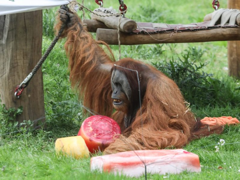 Zoo Dortmund: Besucher verliert komplett die Fassung – „Für wie blöd hält man uns eigentlich?“