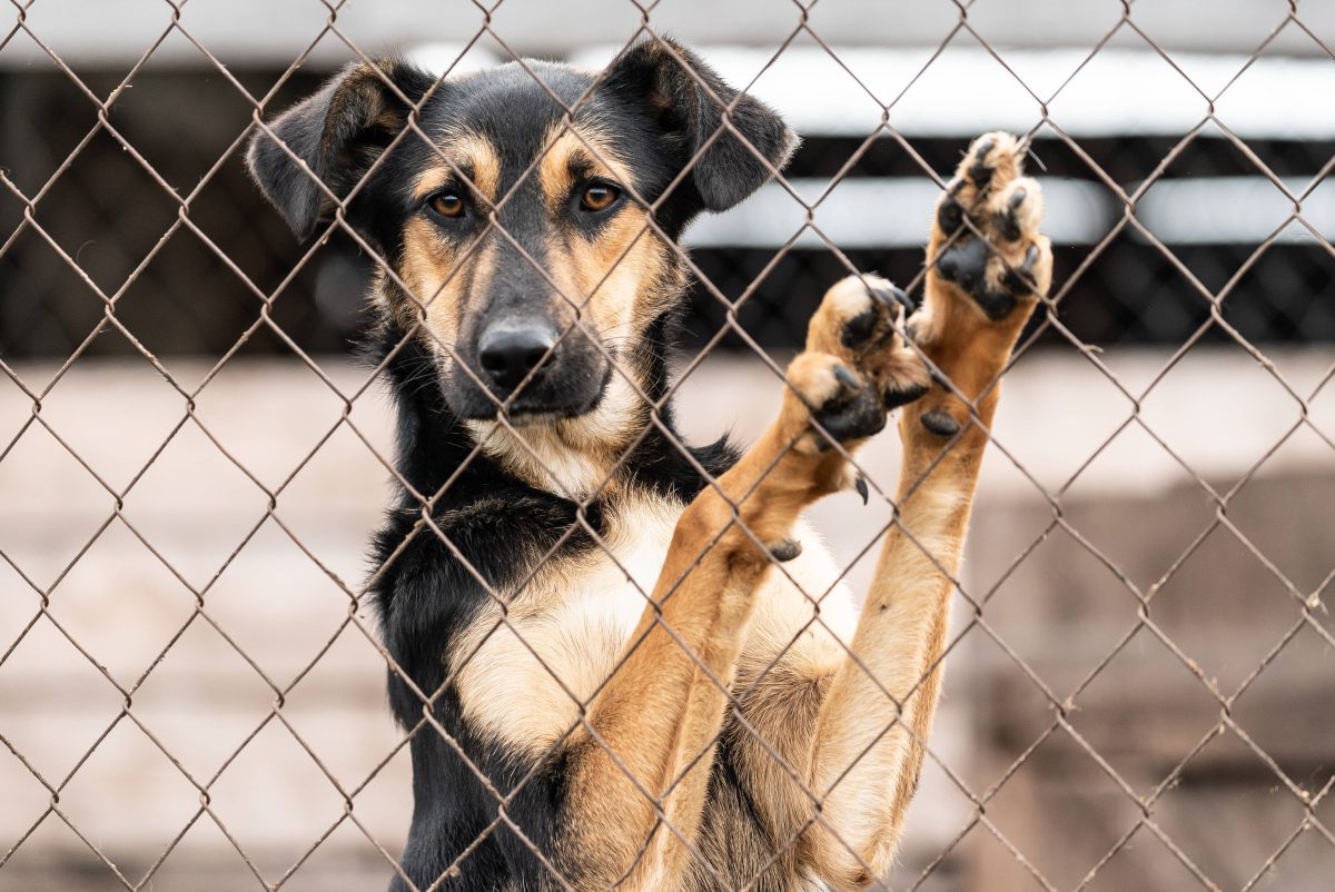 Dieser Hund ist alles andere als glücklich im NRW-Tierheim. (Symbolfoto)