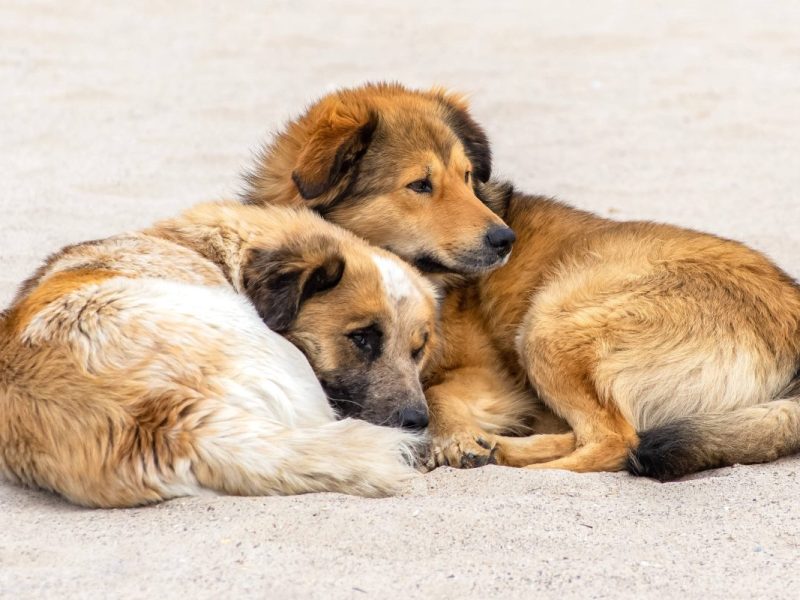 Tierheim in NRW soll Hunde aufnehmen – doch dann passiert es: „Wir sind erschüttert“