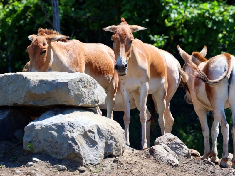 Zoo in NRW