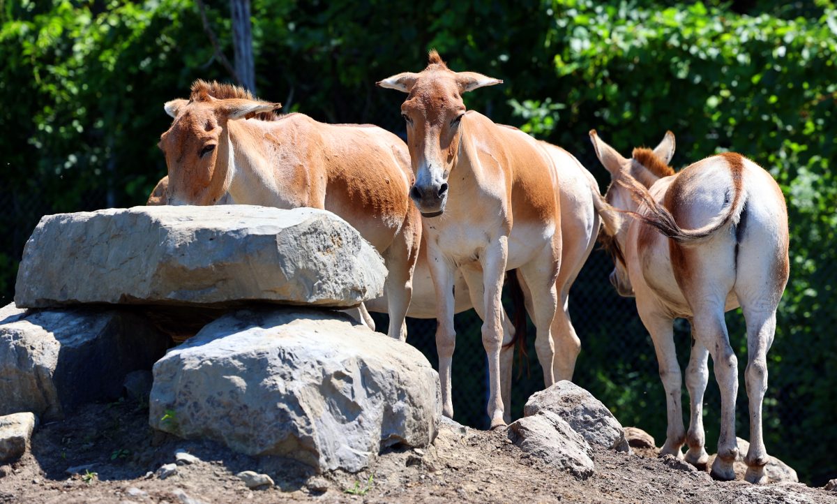 Zoo in NRW