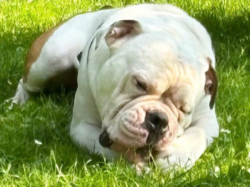 Tierheim Bergheim Bulldogge Buddy
