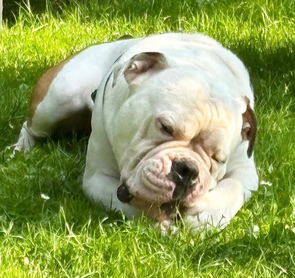 Tierheim Bergheim Bulldogge Buddy