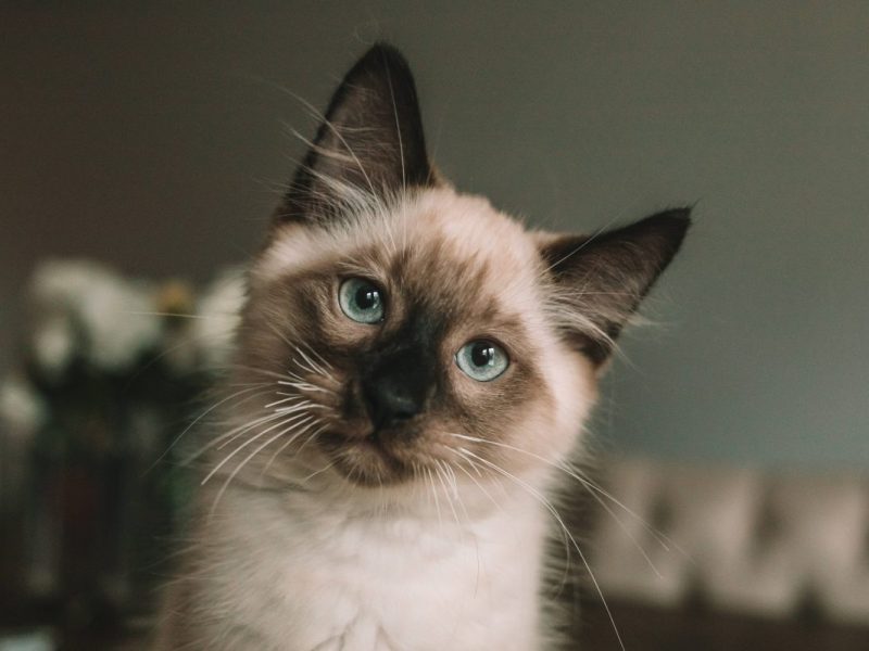 Katzen