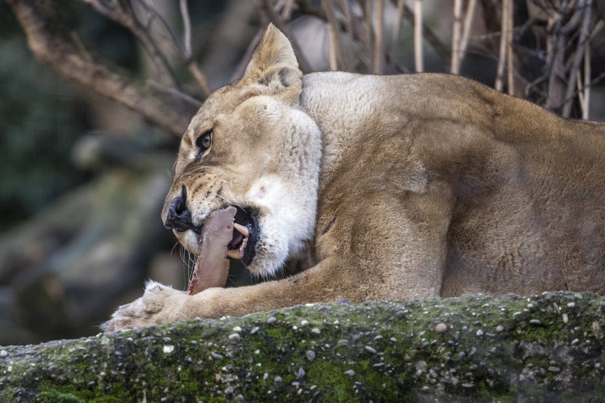 Ein Zoo in NRW geht einen drastischen Schritt.