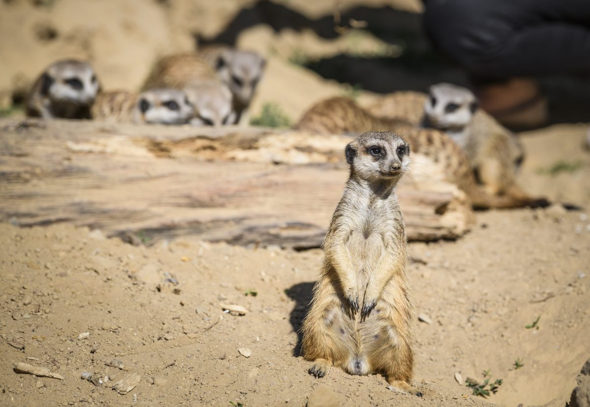 Zoo in NRW: Fremdes Tier in Gehege gesichtet