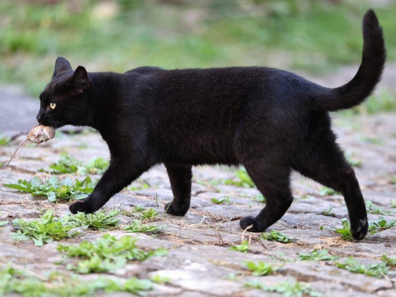 Katze in NRW