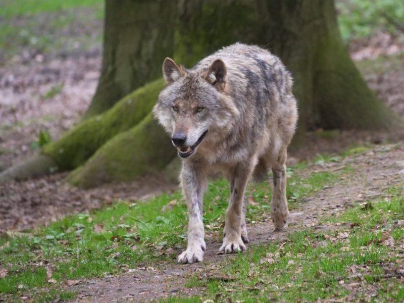 NRW