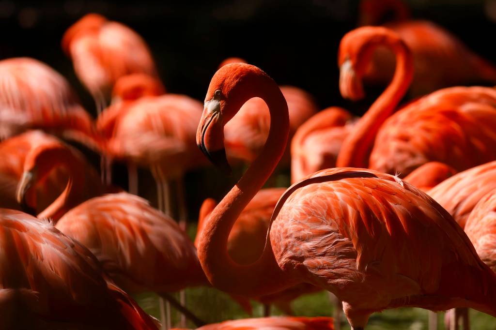 Flamingos