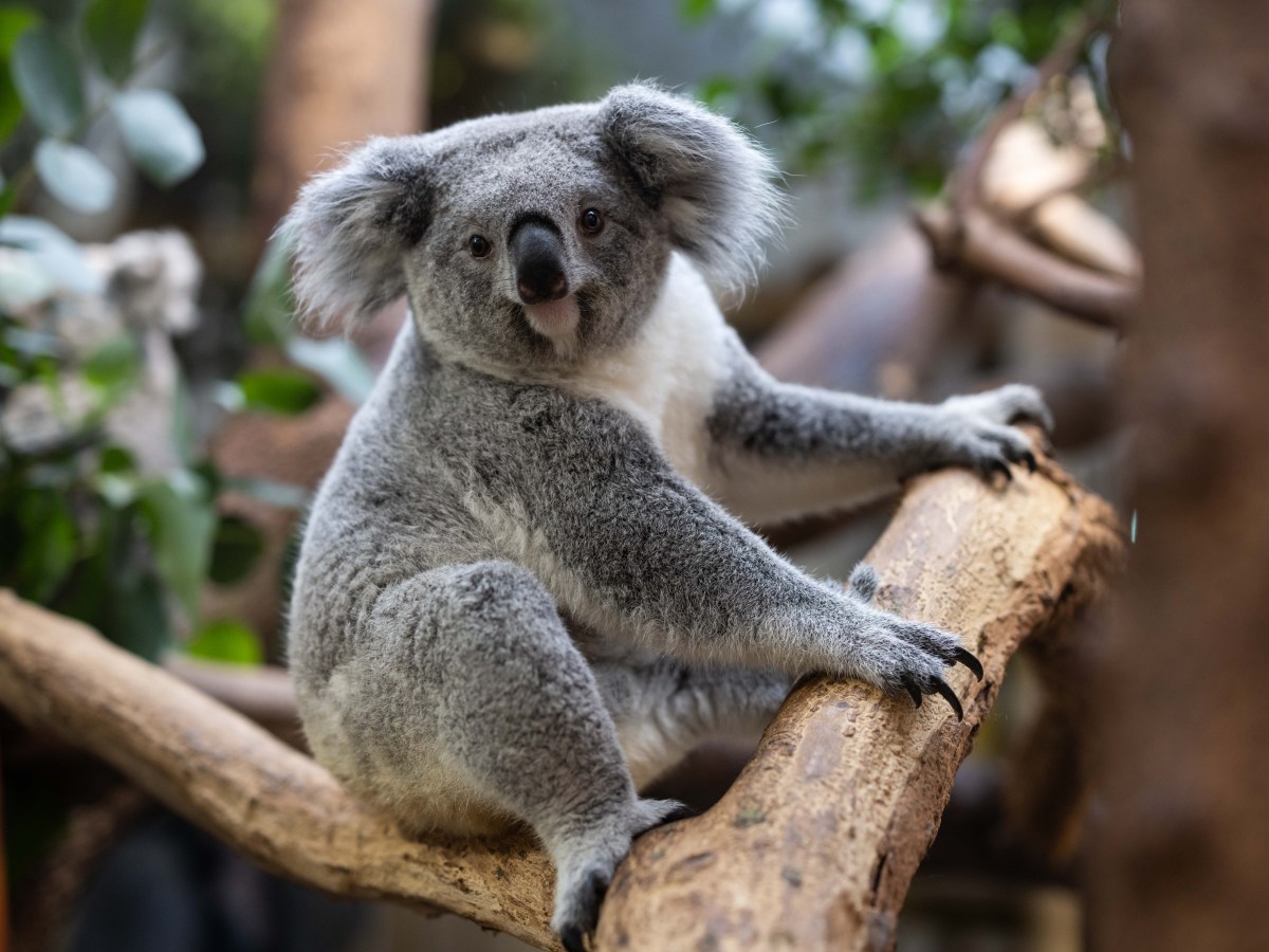 Koala