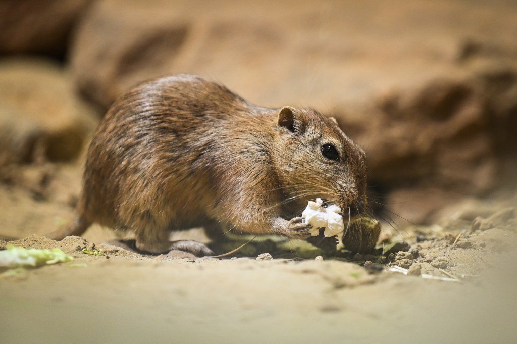 Ratte mit Popcorn