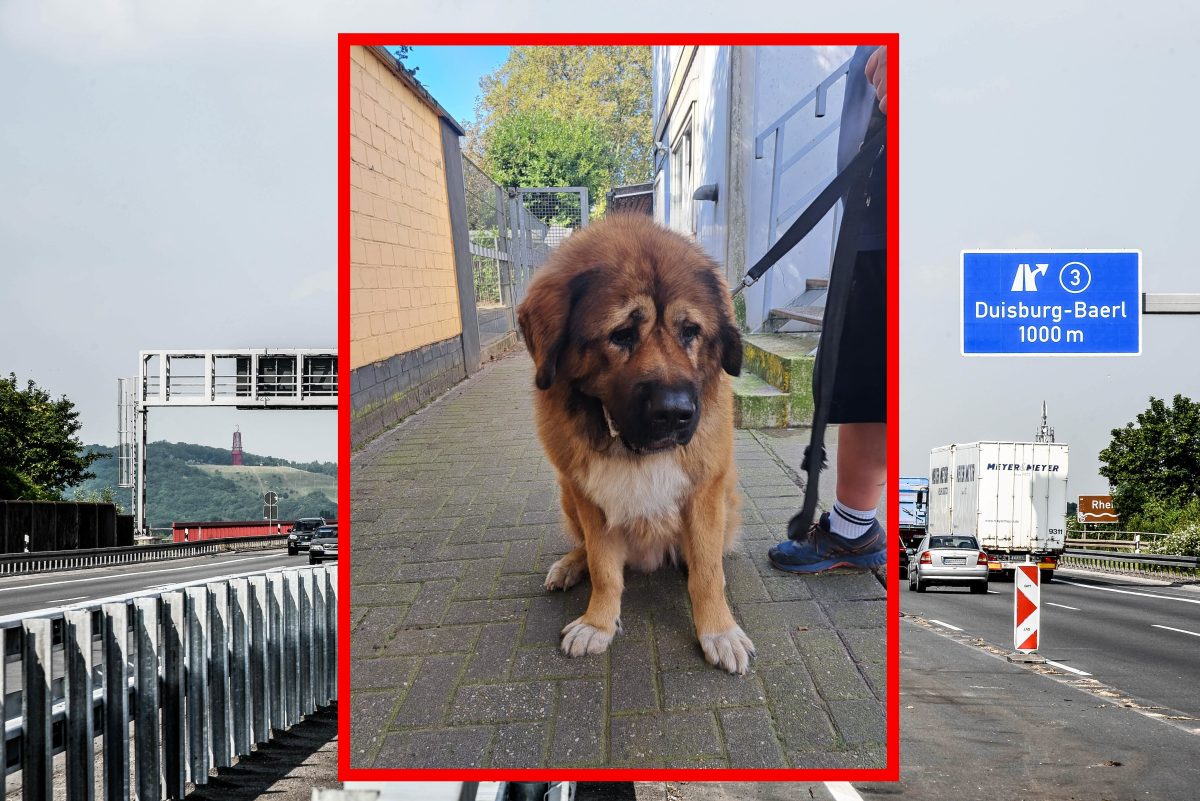 An der A2 in Duisburg wurde ein Hund ausgesetzt.