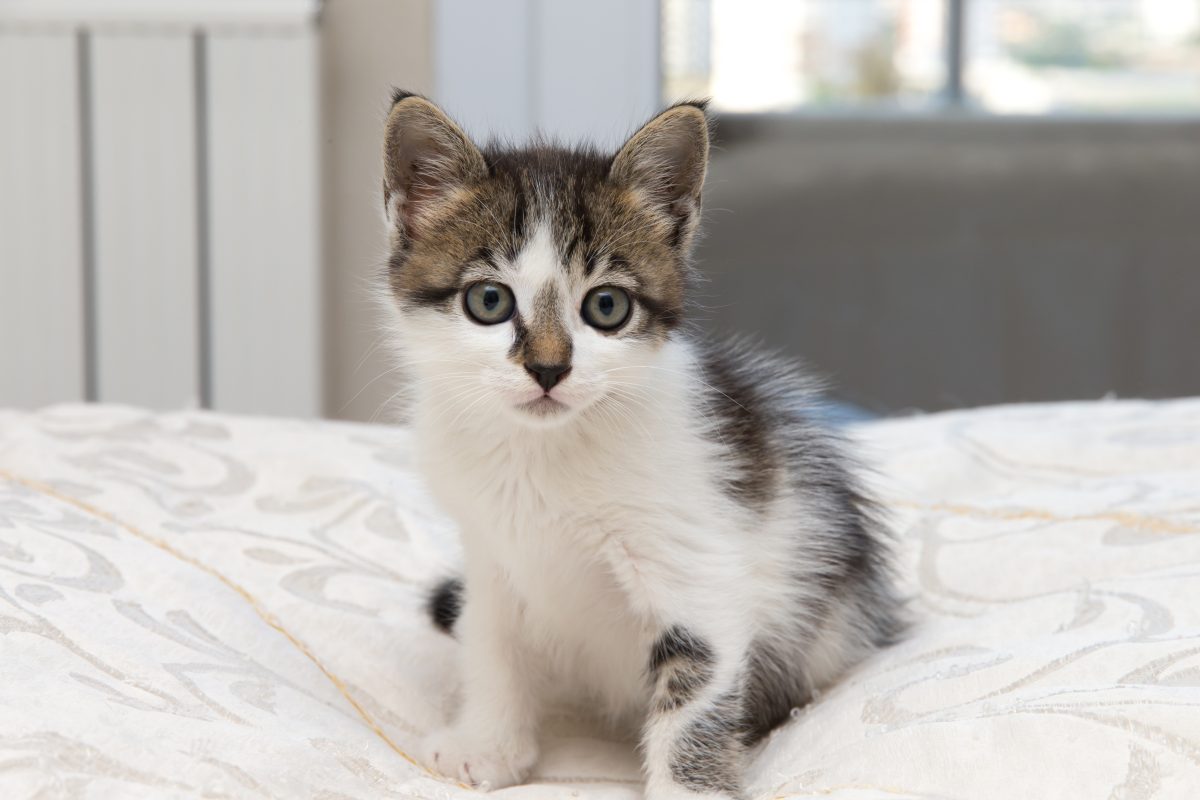 NRW-Tierheim: Schicksal einer kleinen Babykatze.