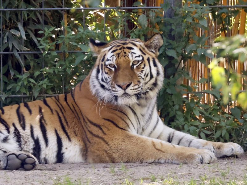 Kanntest du diesen Fakt von einem Zoo in NRW?