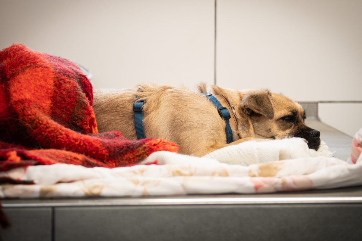 Ein Hund liegt in der neuen Krankenstation des Tierheims Essen.