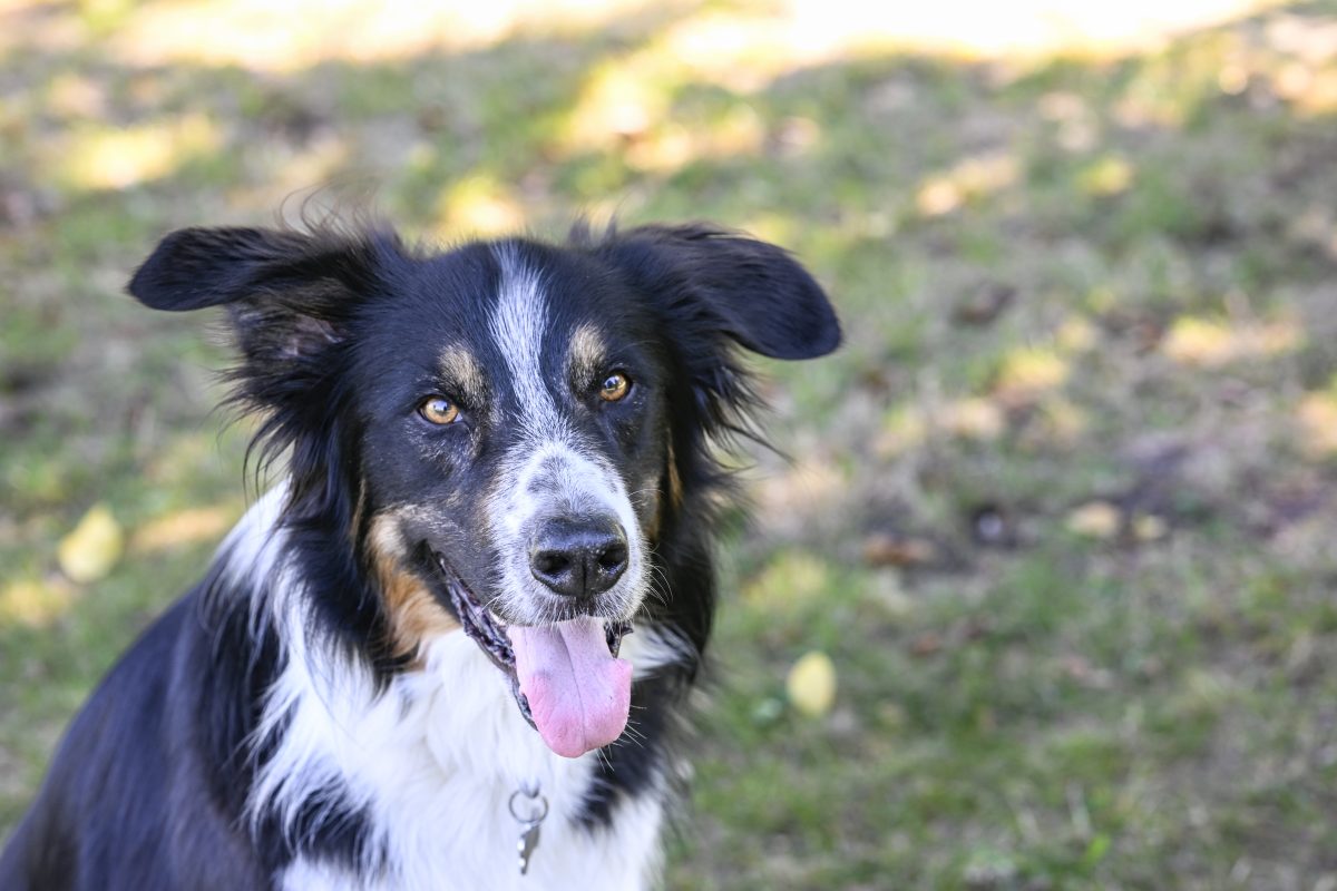 Hund aus Gelsenkirchen