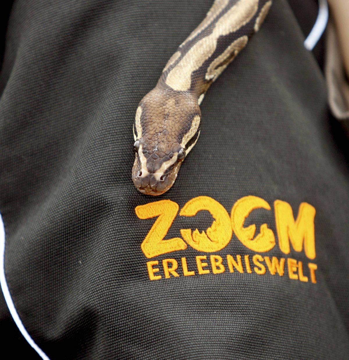 Python mit Logo der der Zoom-Erlebniswelt Gelsenkirchen