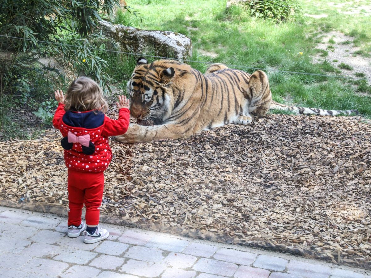 Zoo in NRW: Wilde Szenen bei den Tigern.