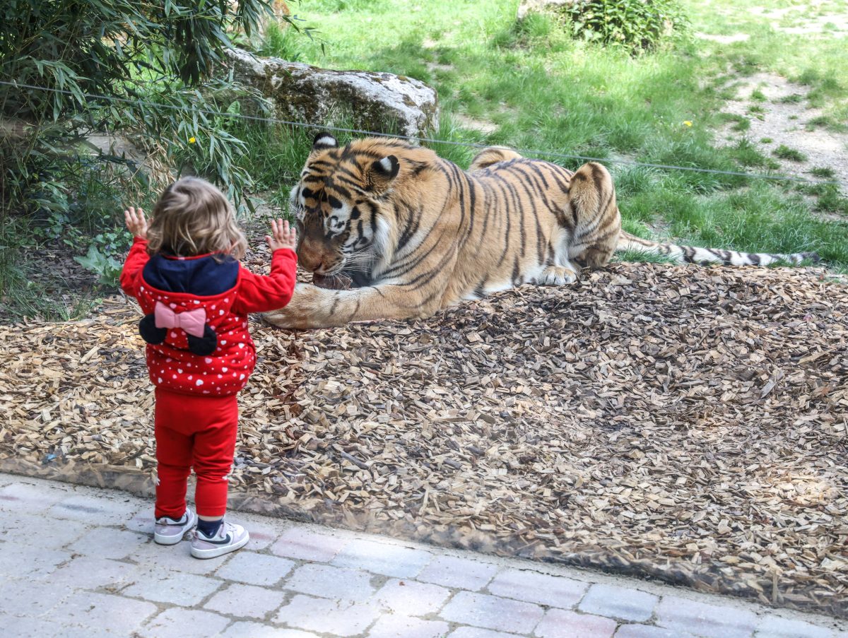 Zoo in NRW: Wilde Szenen bei den Tigern.