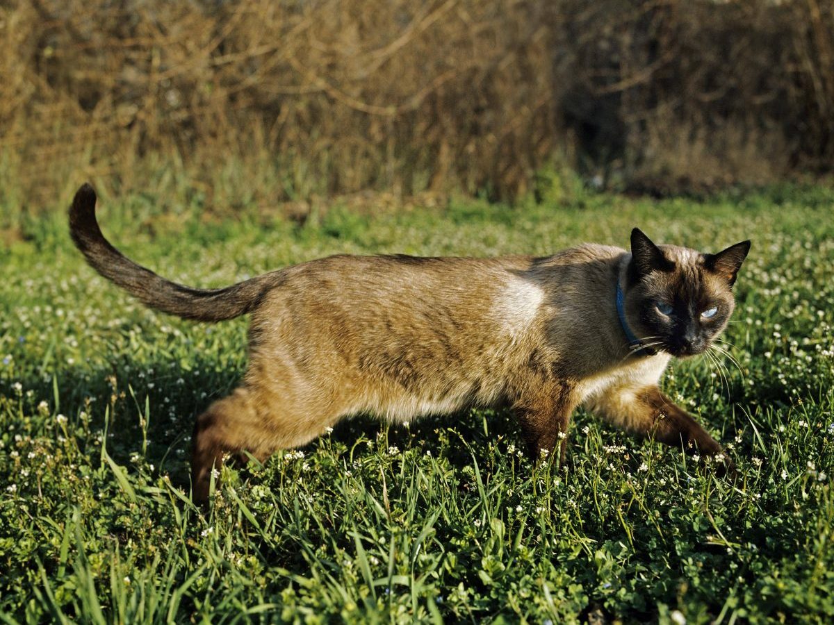 Seal Point Siam Hauskatze