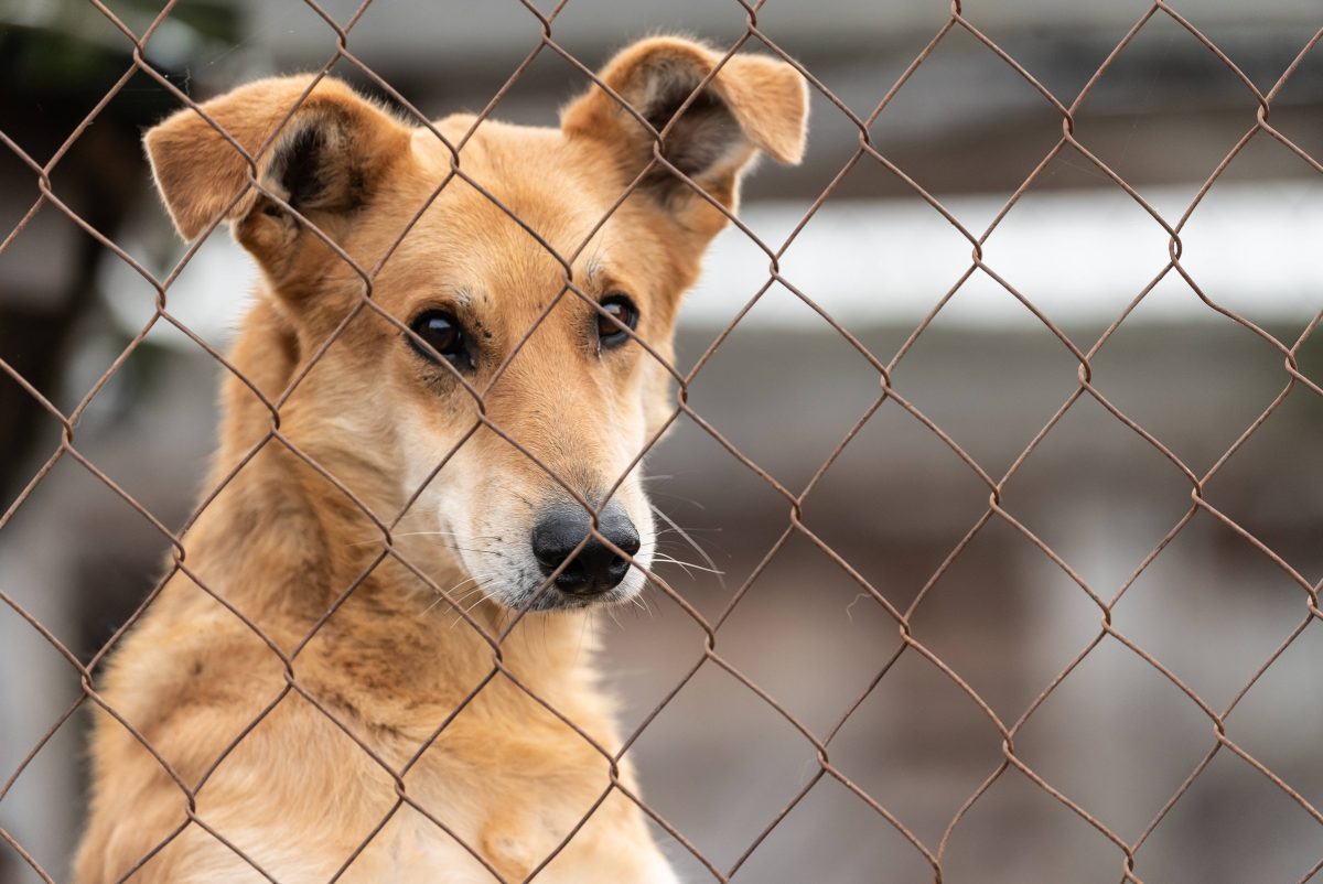 Das Schicksal eines Hundes in einem NRW-Tierheim macht Tierpfleger und Freunde wütend. (Symbolfoto)