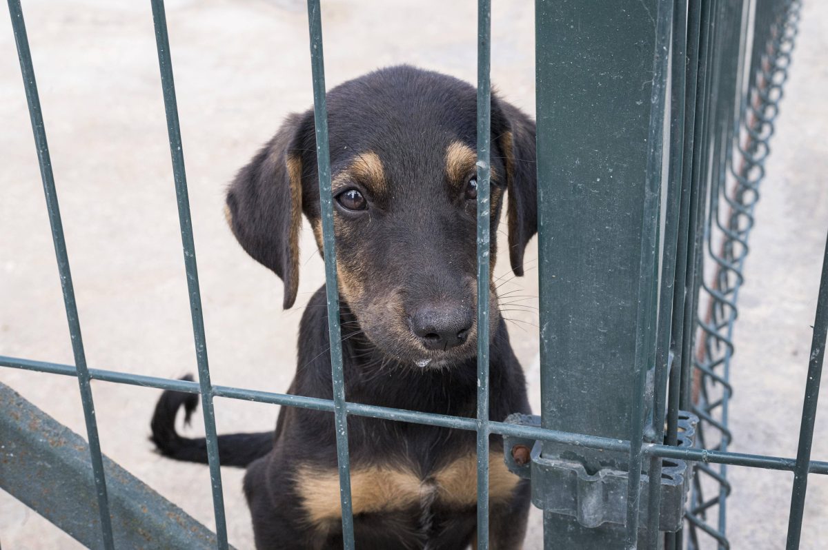 Ein Hund leidet in einem Tierheim in NRW. (Symbolfoto)