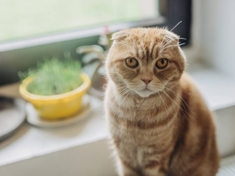 Tierheim NRW Katze