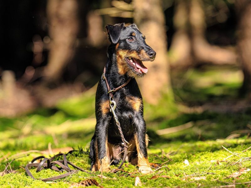 Hunde in NRW in tödlicher Gefahr – sie lauert im Wald